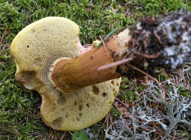 Xerocomus ferrugineus?